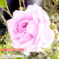 �l�G�炫 ��� �w ���E�t�����X �x 2�N�� �ڂ��ؕc �i �n�C�u���b�g�e�B�[���[�Y �j ����