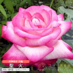 �l�G�炫 ��� �w ���� �x 2�N�� �ڂ��ؕc �i �n�C�u���b�g�e�B�[���[�Y �j