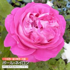 �I�[���h���[�Y �Ԃ�炫 ��� �w �|�[���E�l�C���� �x 2�N���ڂ��ؕc �i�鐫�j