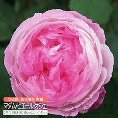 I[h[Y Ԃ炫  w }_EsG[EIWF x 2N ڂؕc i鐫j