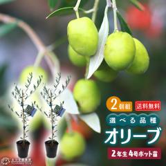 �I���[�u �i�S9�i��j 2�N�� 4���|�b�g�c �y 2�Z�b�g �z �y �������� �z �y �I�ׂ�i�� �z