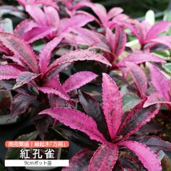 �����w �g�E�� �i �x�j�N�W���N �j�x9cm�|�b�g�c �y ���� �z