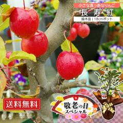 �y �h�V�̓� �z����t�I�I�� �P��� �����g 18cm ���A���@����������� ���΂������ �Ɗy�����v���o���v���[���g���܂��� �h�V�̓� 
