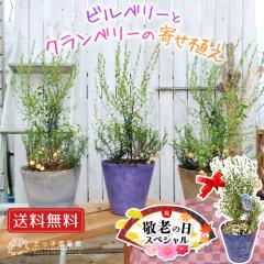 �y �h�V�̓� �z�r���x���[�ƃN�����x���[�̊񂹐A���i���������A�t�N���E�s�b�N�t���j����������� ���΂������ �Ɗy�����v���o���v���[