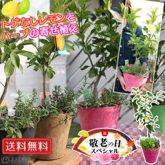 �y �h�V�̓� �z�g�Q�Ȃ��������ƃn�[�u�̊񂹐A�� �i���������A�t�N���E�s�b�N�t���j����������� ���΂������ �Ɗy�����v���o���v���[
