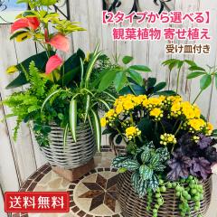 ���� �ϗt�A�� �񂹐A�� �󂯎M�t�� ���������y2�^�C�v����I�ׂ�z�M�t�g �v���[���g �y���q��y��