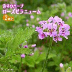 ���[�Y�[���j���[�� 10.5cm�|�b�g�c �y 2�Z�b�g �z�i�n�[�u�[���j�E���j