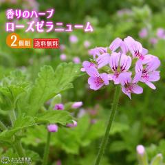 ���[�Y�[���j���[�� �i �n�[�u�[���j�E�� �j 4�����A�� �y �������� �z �y 2�Z�b�g �z