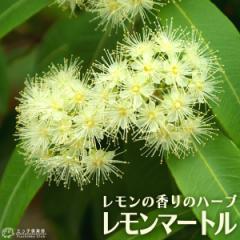 �������̍���́w �������}�[�g�� �x 10.5cm�|�b�g�c 