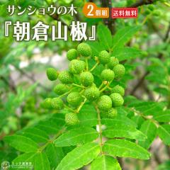 2�Z�b�g�@�R���w���q�T���V���E�x 10.5cm�|�b�g�ږؕc�@��������