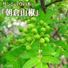 �R�� �w ���q�T���V���E �x 15cm�|�b�g �ڂ��ؕc