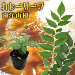 �J���[�̖� �w �J���[���[�t �x 9cm�|�b�g�c �i �i�����E�U���V���E / �I�I�o�Q�b�L�c�j