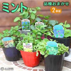 ~g 9cm|bgc y C2iZbg z