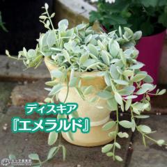 fBXLfBA w Gh x 7.5cm|bgc