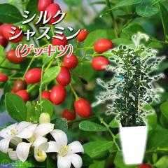 �V���N�W���X�~�� �i �Q�b�L�c �j 7���p���A�� �y ����� �z�y �������� �z