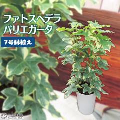 t@gXwf i ngXwf j oGK[^ 7OA y  z