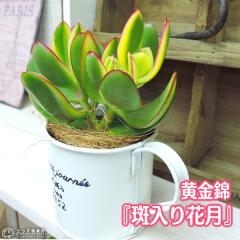 �����A�� �w ������Ԍ� �x�i ������ �j 9cm�|�b�g�c