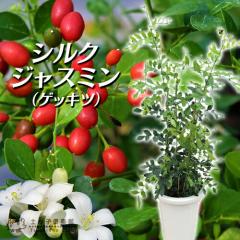 VNWX~ i QbLc j 7A y  zy  z