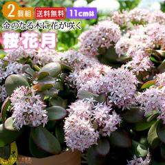 �ԍ炭�����A�� �w ���Ԍ� �i �T�N���J�Q�c �j�x 11cm�� �i ���̂Ȃ�� �j �y2�Z�b�g�z �y���������z