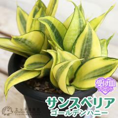 TXxA w S[fnj[ x y 󂯎Mv[g z