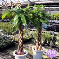 �p�L�� �i ������ �j �V����  �y �󂯎M�v���[���g �z�y �������� �z