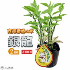 �����ɐ��̖� �w �◴ �i �M�������E �j �x 9cm�|�b�g �y �������� �z�y 2�Z�b�g �z