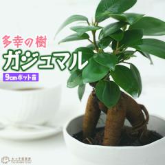 �K�W���}�� �i ������܂� �j�~�j�ϗt 7.5cm�|�b�g�i �K���̖؁@���K�̖� �j