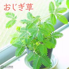 �������� ( �I�W�M�\�E ) 9cm�|�b�g�c �y 2�Z�b�g �z