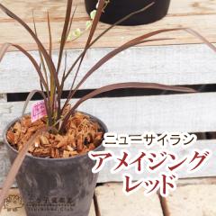 �j���[�T�C���� �i �t�H���~�E�� �j �w �A���C�W���O���b�h �x ���t 10.5cm�|�b�g�c