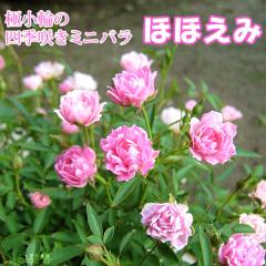 �l�G�炫�~�j�o�� �w �قق��� �x 12cm�|�b�g�c