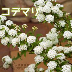 ����{ �i �R�f�}�� �j 6�����A��