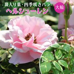 �o�� ������t �w �w���V���[���� �x 6�����A�� �劔 �ڂ��ؕc�i �n�C�u���b�g�e�B�[���[�Y �j �l�G�炫 ��� �����y����z�y �������� 