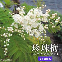 ~ i `VoC jw jiiJ}h x 5A