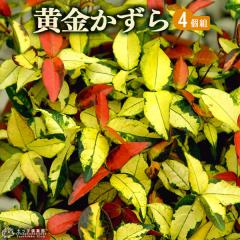 ���������� 9cm�|�b�g�c �y4�Z�b�g�z