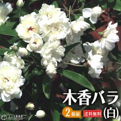 �؍��o�� �i �����d �j 9cm�|�b�g�c�@�y �������� �z �y 2�Z�b�g �z