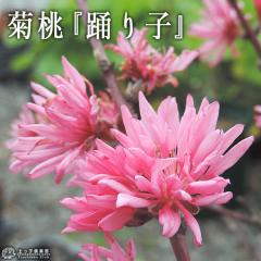 �e�� �i �ԓ� �j �w �x��q �x 13.5cm�|�b�g�c