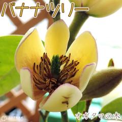 IK^}̖ i J^lIK^} j 15cm|bgc iʖFoiic[j