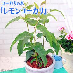 ���[�J���̖� �w ���������[�J�� �x 10.5cm�|�b�g�c