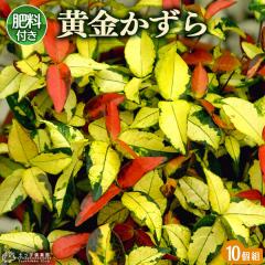  9cm|bgc y 엿800gv[g z y 10Zbg z