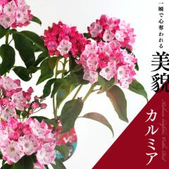 �J���~�A �w �I�X�{���b�h �x 15cm���A��