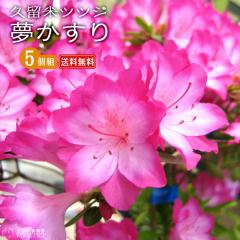 �v���ăc�c�W �w �������� �x 9cm�|�b�g�c�y �������� �z�y 5�Z�b�g �z