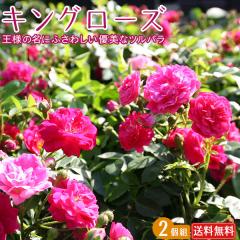 �c���o�� �w �L���O���[�Y �x 9cm�|�b�g�c�@�y �������� �z �y 2�Z�b�g �z