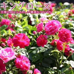 �c���o�� �w �L���O���[�Y �x 9cm�|�b�g�c
