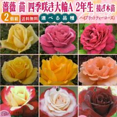 �K�N �c �l�G�炫���A 2�N�� �ڂ��ؕc �i �n�C�u���b�g�e�B�[���[�Y �j �y 2�Z�b�g �z �y �������� �z �y �I�ׂ�i�� �z