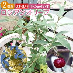 ���V�A���I���[�u 13.5cm�|�b�g�c �i�חt�O�~�j �y2�Z�b�g�z �y���������z