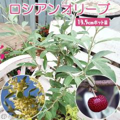 ���V�A���I���[�u 13.5cm�|�b�g�c �i�חt�O�~�j