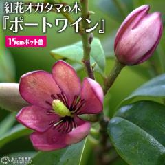 �I�K�^�}�̖� �w �g�ԃI�K�^�} �x �|�[�g���C�� 15cm�|�b�g�c �i�ʖ��F�o�i�i�c���[�j