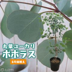 �ۗt���[�J�� �w �|�|���X �x 6�����A��