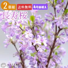 ������ �i �`���E�W���U�N�� �j 4�����A�� �y2�Z�b�g�z �y���������z