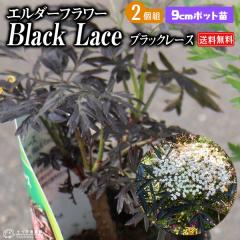 2Zbg@G_[t[ mjgR@ubN[X 9cm|bgc y  z K[fjO ؁@n[u